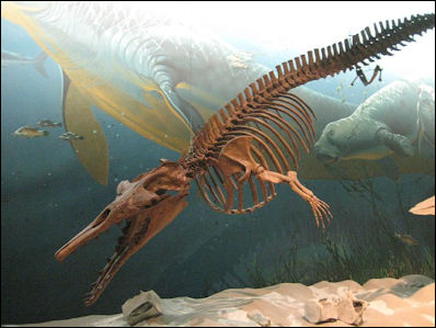 20120521-whale fossilsZygorhiza_kochii_(early_whale).jpg